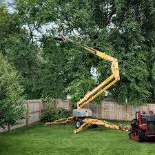 Best Hedge Trimming  in Mclean, VA