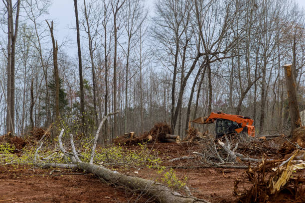 Reliable Mclean, VA Tree Services Solutions