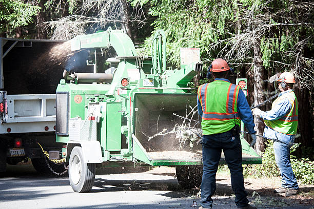 Best Tree Removal  in Mclean, VA